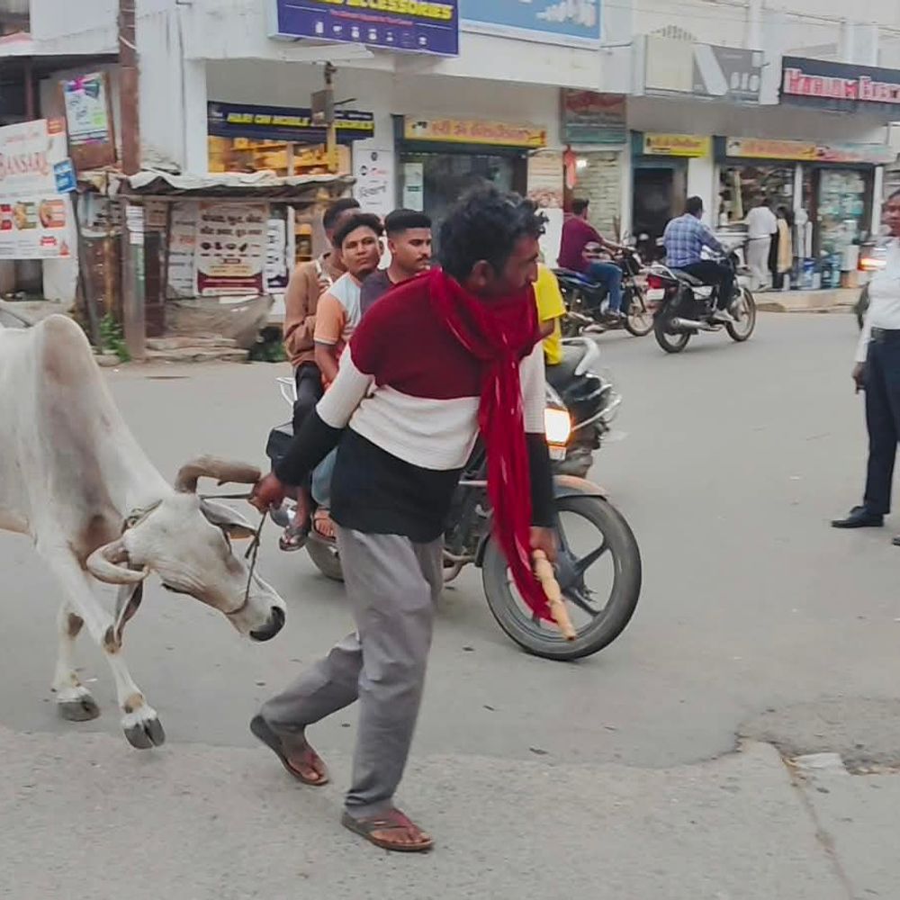 રાજપીપળામાં રખડતા ઢોર સામે પાલિકાની કડક કાર્યવાહી:35થી વધુ ઢોર ડીટેઇન કરાયા; નિયત સમયમાં ન છોડાવનાર ઢોર પાંજરાપોળ મોકલાશે