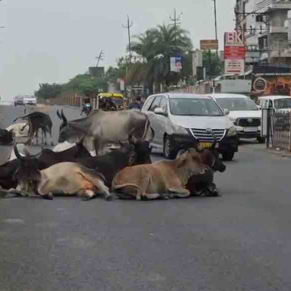રોડ પર અડીંગો જમાવતાં ઢોરથી પાલનપુરવાસીઓ પરેશાન:ચોમાસું બેસતા માર્ગો જોખમી, રખડતાં ઢોર પકડવાનું કામ એજન્સીને સોંપાયું, આજથી ઢોર પાંજરે પૂરશે