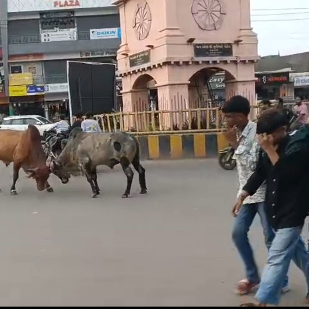 વેરાવળ ટાવર ચોકમાં બે આખલાઓ વચ્ચે યુદ્ધ:વ્યસ્ત વિસ્તારમાં મચી અફરાતફરી, સદનસીબે જાનહાનિ ટળી