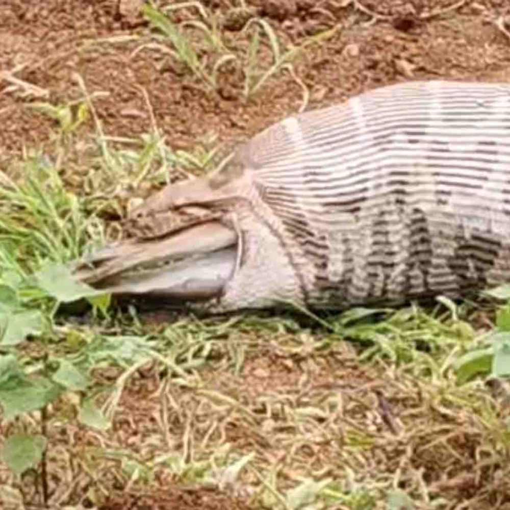 ધારીમાં અજગર હરણને આખેઆખું ગળી ગયો, VIDEO:ખેતરમાં શિકારને પચાવવામાં મુશ્કેલી આવતા બહાર કાઢ્યું, જોવા માટે લોકો ટોળે વળ્યાં