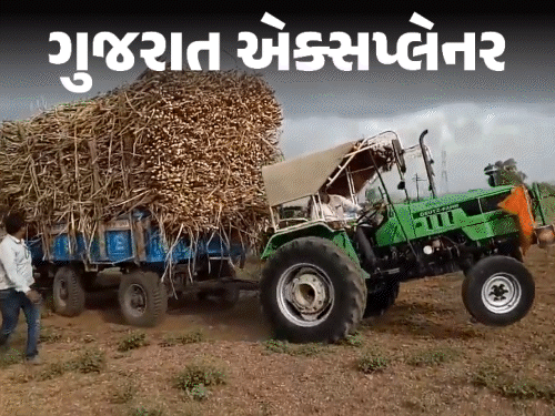 તહેવારોમાં ખાંડ મોંઘી થવાની ભીતિ: દિવાળી પછી ભાવ રોકેટની જેમ વધશે, શેરડી ઉત્પાદન ઘટતાં અસર
