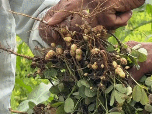 ગુજરાતના ૧૭ જિલ્લામાં વરસાદની ઘટ