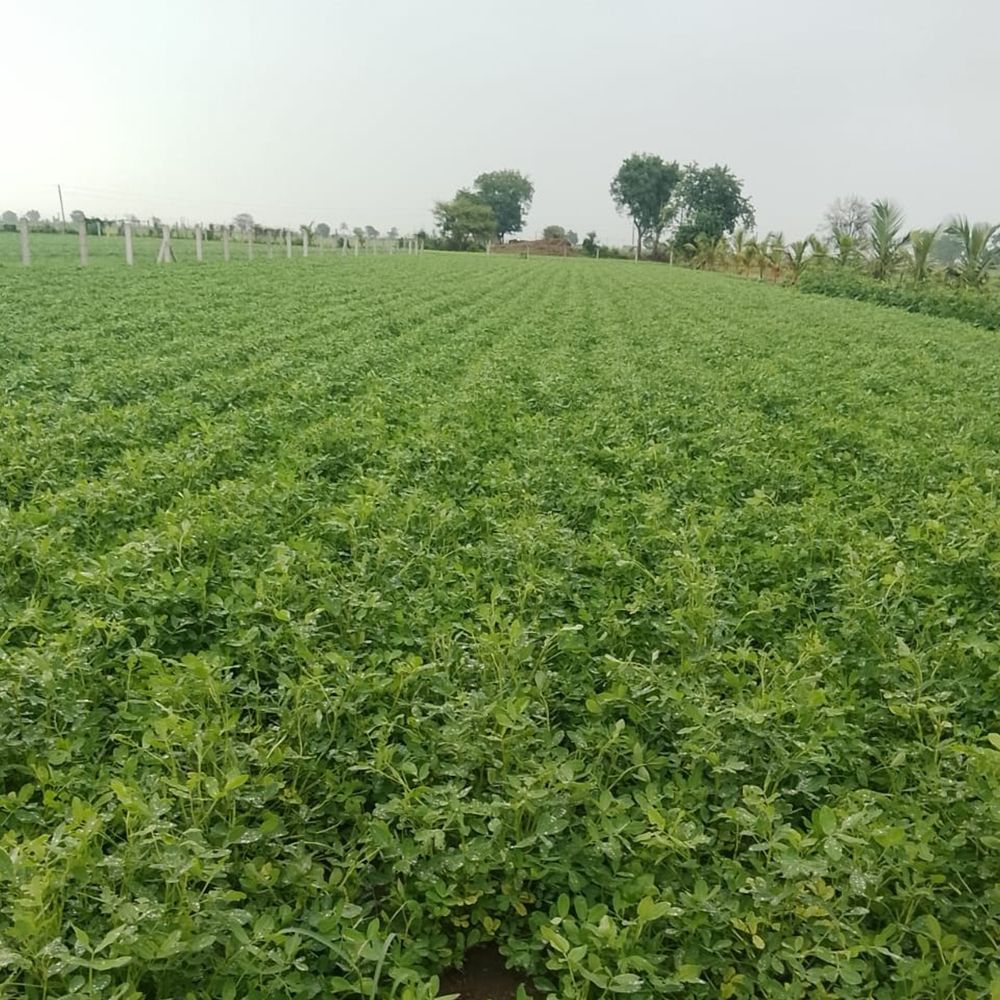 જામનગર જિલ્લામાં 3.36 લાખ હેક્ટરમાં વાવેતર
