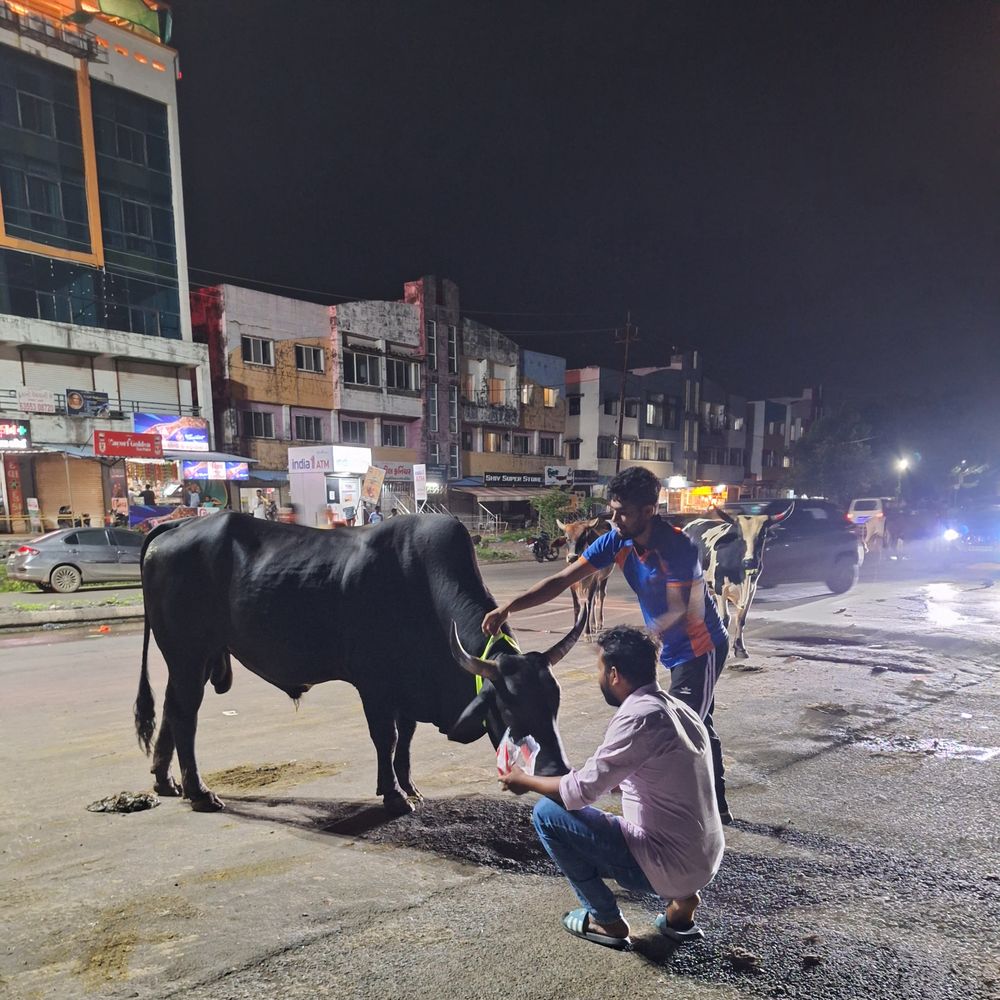 વલસાડના ડુંગરીમાં ગૌવંશને રેડિયમ બેલ્ટ