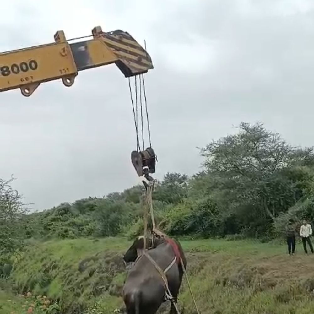 ડુંગર પરથી ખાઇમાં રેલવે ટ્રેક પર ભેંસ ખાબકી:ક્રેઈનની મદદથી ભેંસને બચાવાઈ