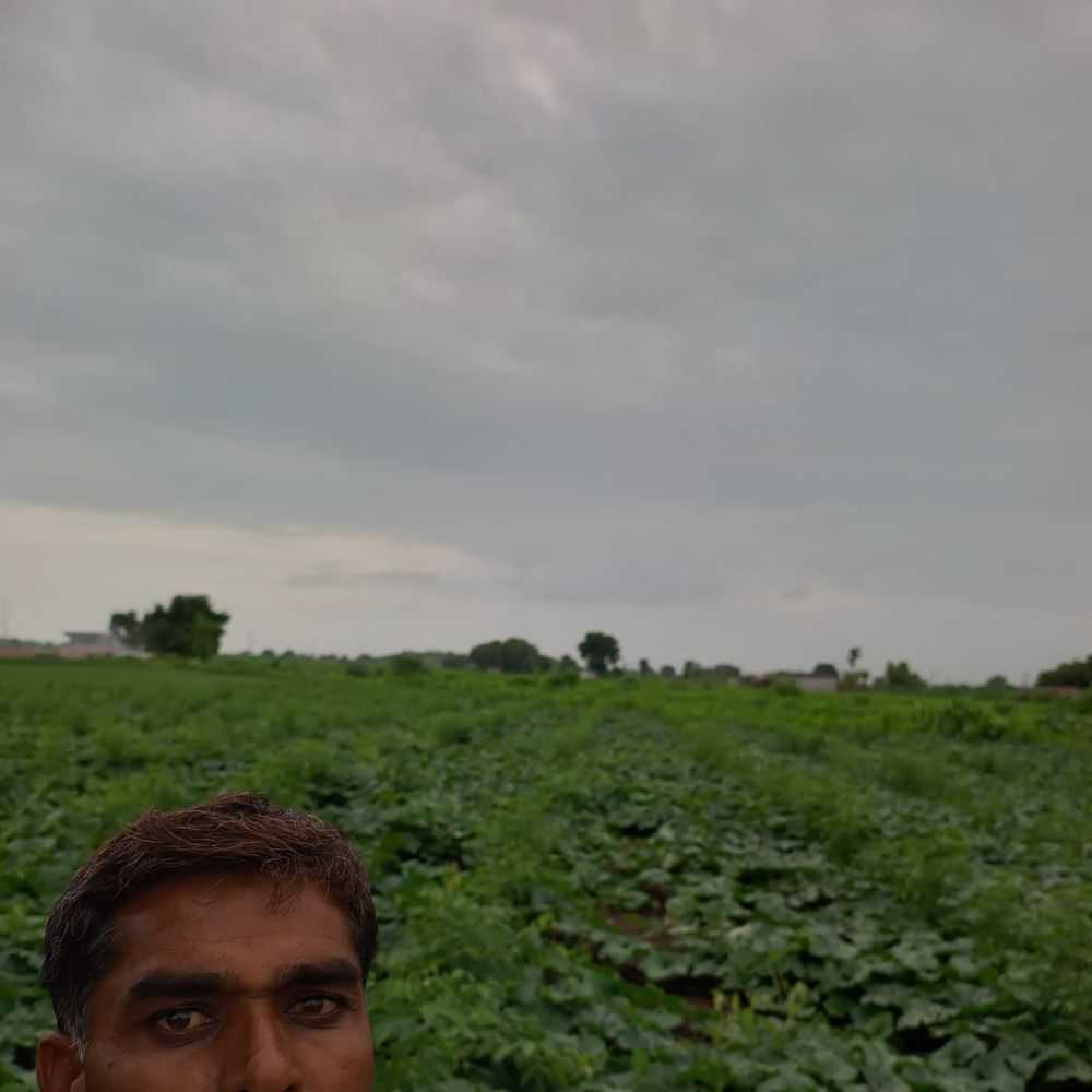 ૩૫ વીઘા જમીનમાં ત્રણ વર્ષથી પ્રાકૃતિક ખેતી, શીરવાણીયાના ખેડૂતે ખર્ચમાં ૮૦% ઘટાડ્યો