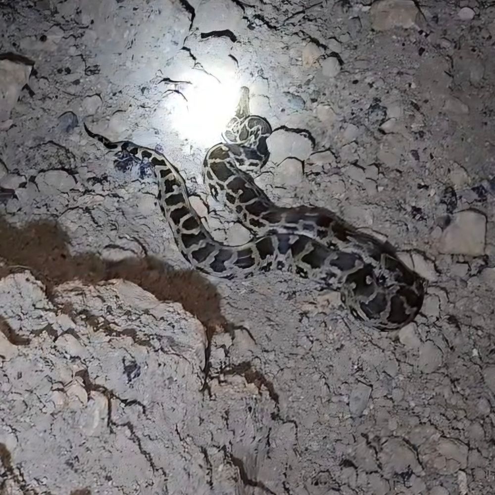 વાંસોજ રોડ પર પાંચ ફૂટનો અજગર દેખાયો:જસાધાર વન વિભાગે સુરક્ષિત રેસ્ક્યૂ કર્યું