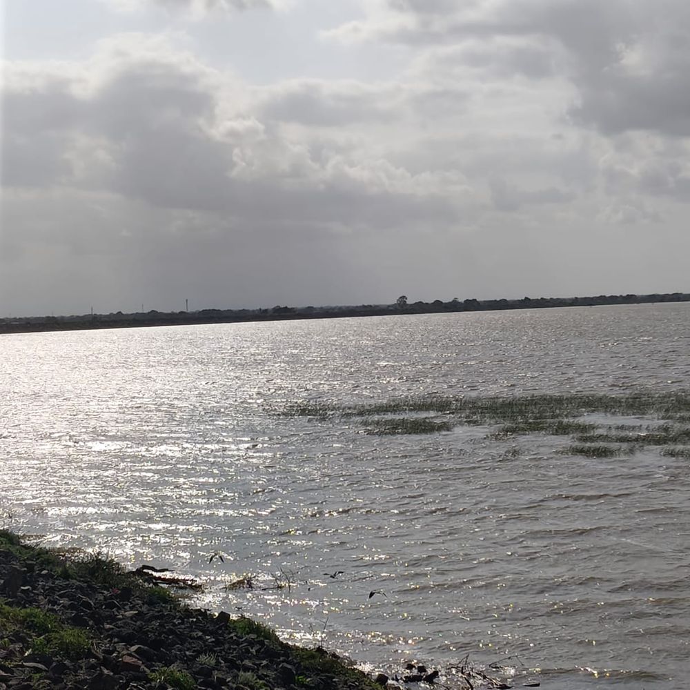 અમરેલી જિલ્લાના જળાશયોમાંના 4 ડેમ 100% ભરાયા