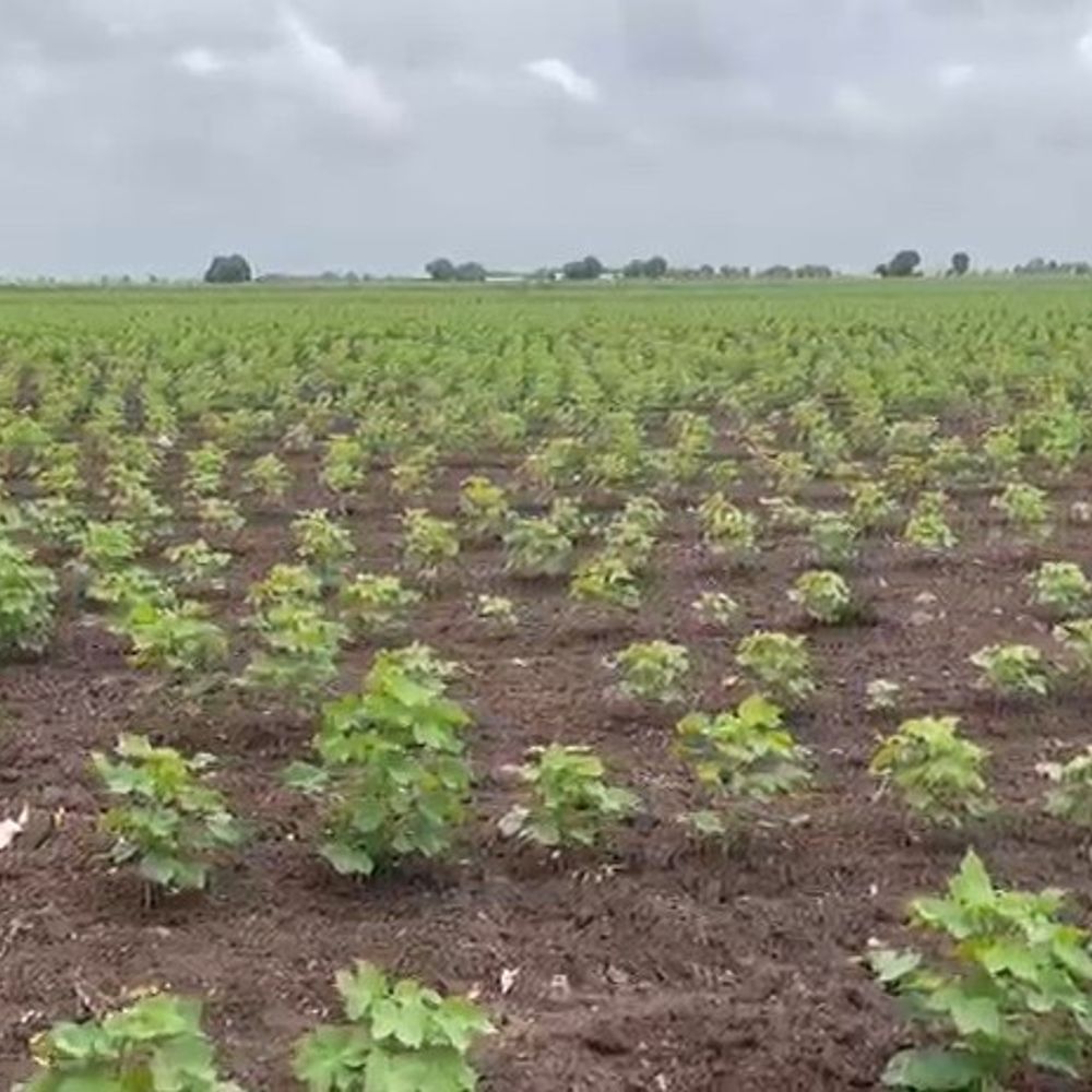 બોટાદમાં વરસાદ ખેંચાતા ખેડૂતો ચિંતિત:ઉભા પાકને નુકસાનની ભીતિ, સરકાર પાસે સિંચાઈના પાણીની માંગ