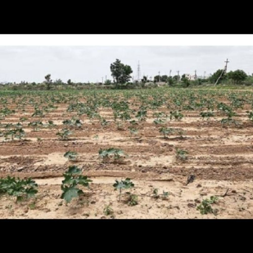 વરસાદના અભાવે ભુજ તાલુકાના ‘રામમોલ’ પર સંકટ