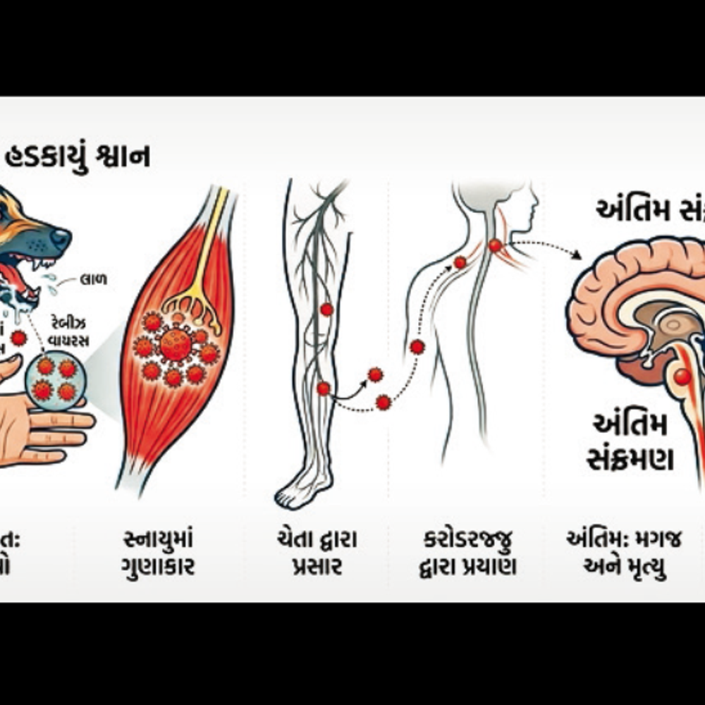 હડકવા વાયરસથી મગજને થતી જીવલેણ અસર