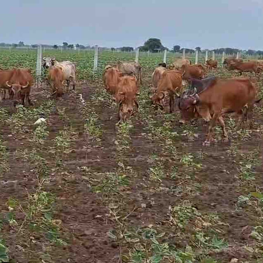 અમરેલીમાં વરસાદ ખેંચાતા ખેડૂતે 15 વીઘાના ખેતરમાં ગાયો ચરાવી દીધી:દોઢ મહિનાથી વરસાદ નહીં, કપાસ-મગફળીનો પાક મુરઝાયો, ખેડૂતોની હાલત કફોડી