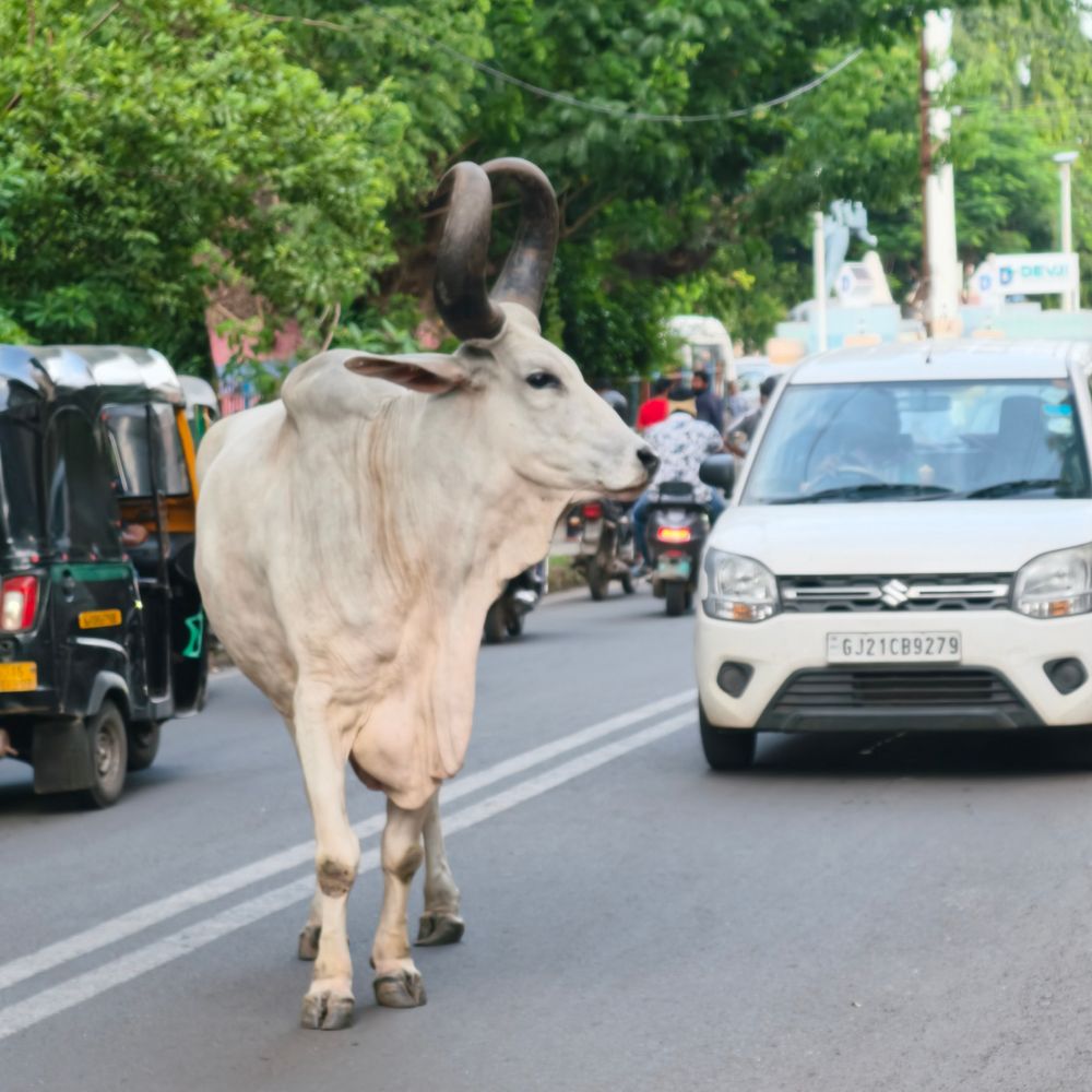 નવસારીમાં રખડતાં ઢોરનો ત્રાસ:આખલાએ રસ્તા વચ્ચે અડિંગો જમાવતા અડધો કલાક વાહનો થંભ્યા, હોર્ન વગાડવા છતાં હટ્યો નહીં