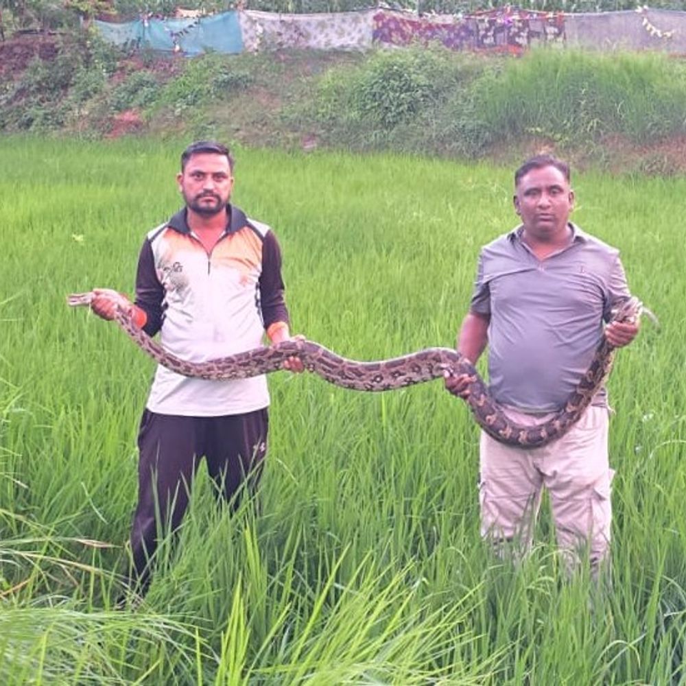 ભમરી કુંડા ગામે 8 ફૂટના અજગરનું રેસ્ક્યુ:ખેતરમાં દેખાતા ખેડૂત અને બાળકોમાં ફફડાટ ફેલાયો, એનિમલ હેલ્પ ચેરિટેબલ ટ્રસ્ટે ભારે જહેમતે પકડી જંગલમાં છોડ્યો