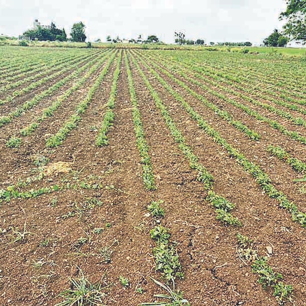 પોરબંદરમાં 94.6% મગફળી-ઘાસચારાનું વાવેતર