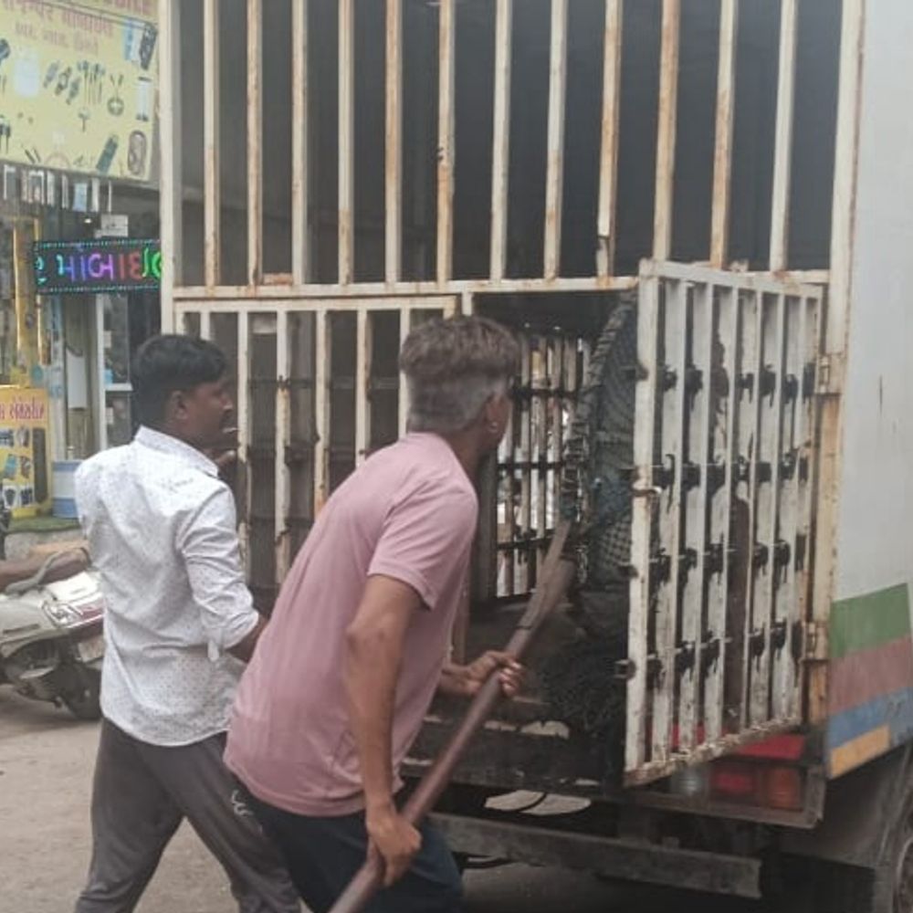 પોરબંદરમાં હડકાયા કૂતરાનો આતંક
