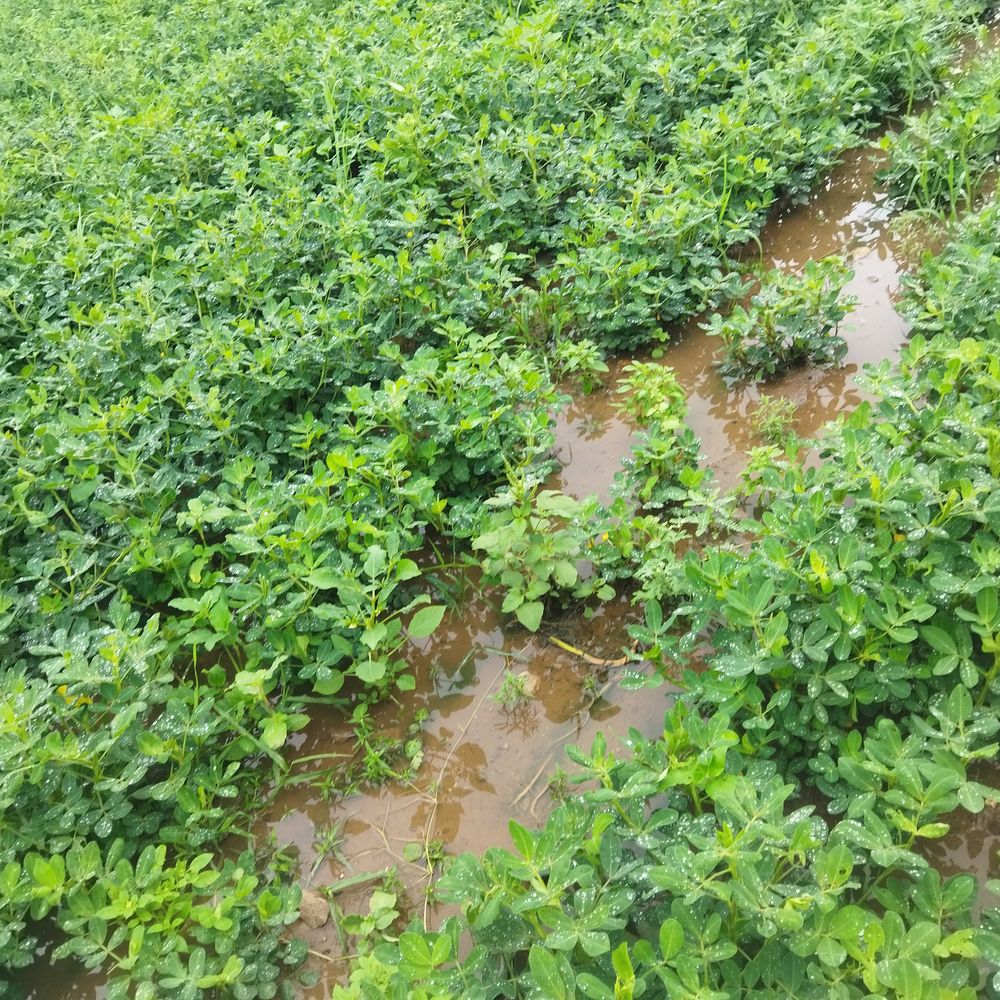 ઉ.ગુજરાતમાં 99% વાવેતર પૂર્ણ:સાબરકાંઠામાં 98%, અરવલ્લીમાં 90% વાવેતર પૂર્ણ બંને જિલ્લામાં સૌથી વધુ મગફળીનું વાવેતર નોંધાયું