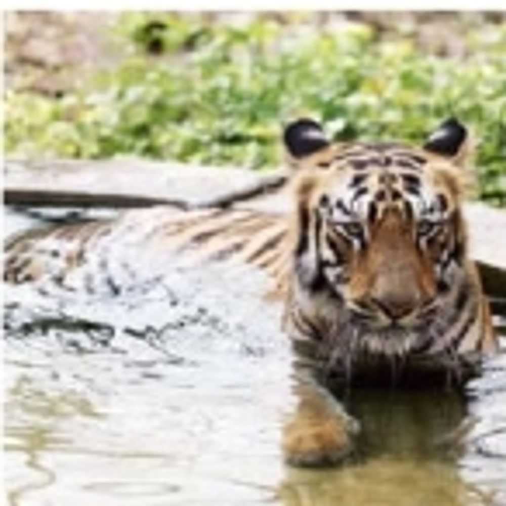 સંજય ગાંધી ઉદ્યાનની વાઘણ બિજલીનું નિધન