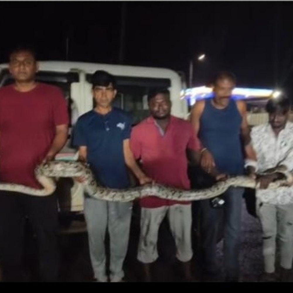10 દિ‘માં 9 રેસ્કયુ:ભાણવડ ગ્રામ્યમાં એક જ રાતમાં ત્રણ અજગર મળ્યા રૂપામોરા, ગુંદા-ગુંદલા અને ચોખંડા વાડીમાંથી રેસ્કયુ
