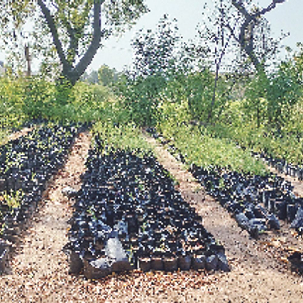 ઝાલાવાડને હરિયાળું બનાવવા 10,000 ખેડૂતો શેઢે વાવશે આંબો