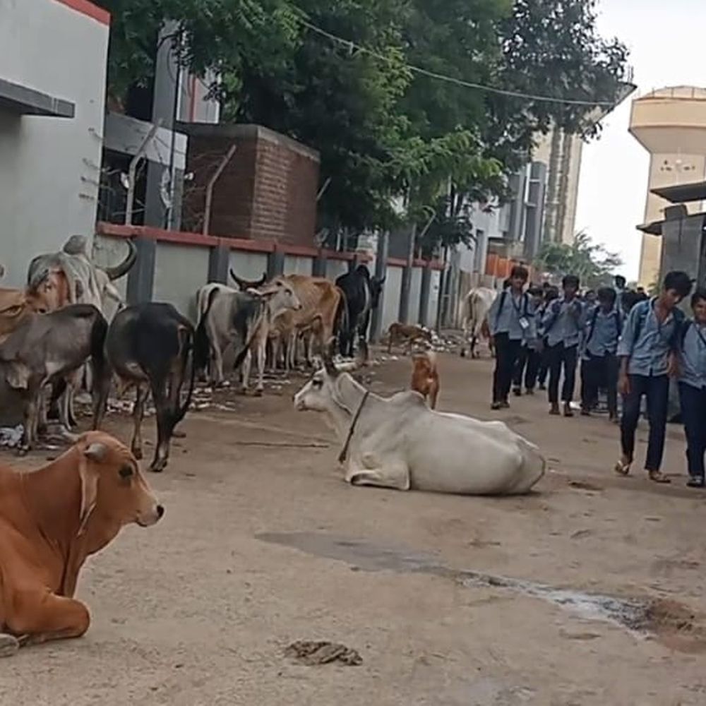 રખડતા ઢોર સમસ્યાનું નિરાકરણ: કેટલ કંટ્રોલ વિભાગમાં 51 નવા અધિકારી-કર્મીઓની નિમણૂક.