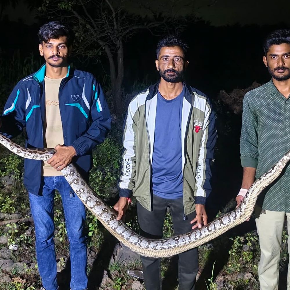 બોશન ગામની વાડીમાં 9 ફૂટનો અજગર દેખાયો:ગ્રામજનોની જાણ બાદ વન વિભાગે રેસ્ક્યુ કરી મહોબતપરાના જંગલમાં છોડ્યો