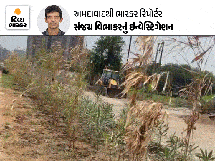‘એક પેડ મા કે નામ’ અભિયાન: ગુજરાતના વૃક્ષારોપણ દાવાઓ અને વાસ્તવિકતાની તપાસ