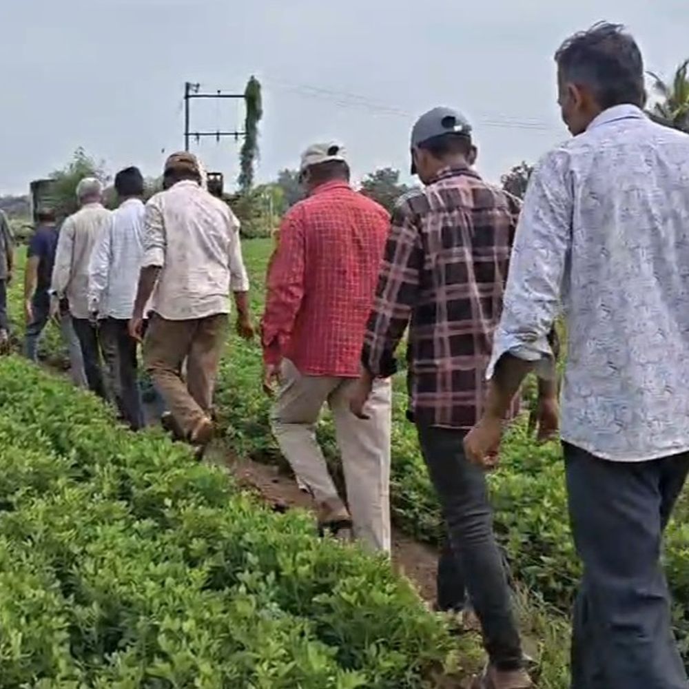 માળીયા હાટીનાના ચુલડીમાં ભૂંડના ત્રાસથી ખેડૂતો હેરાન:માળીયા હાટીનાના ચુલડીમાં ભૂંડના ટોળાંએ મગફળીનો પાક રોળી નાખતા ભારે નુકસાન, ખેડૂતોએ કરી યોગ્ય વળતર અને કાયમી ઉકેલની માંગ