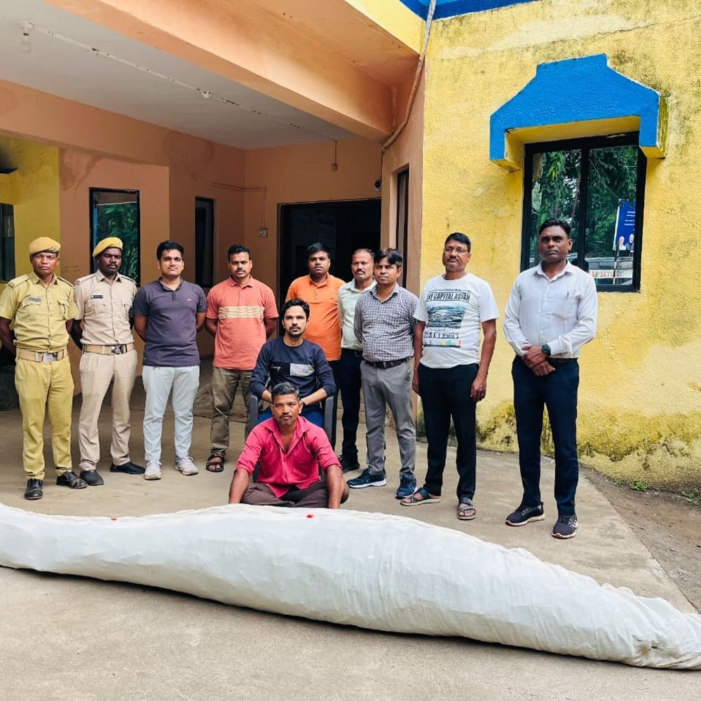 વઘઈના બરડામાં ઘરના વાડામાંથી ગાંજાનું વાવેતર ઝડપાયું:પોલીસે 30.97 કિલો ગાંજો અને 15.48 લાખનો મુદ્દામાલ જપ્ત કર્યો