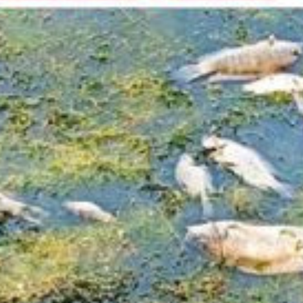 અંજારના ભીમાસર-ચકાસર તળાવમાં સેંકડો માછલીઓ મૃત: ઝેરી પાણીથી સર્જાઈ ચકચાર