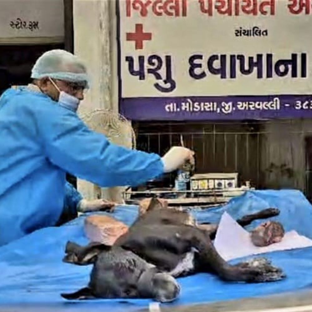 લીંભોઈમાં રખડતા શ્વાનની એક કિલોની કેન્સરની ગાંઠની સર્જરી:બે મહિનાથી પીડાતા શ્વાનને 1962ની મદદથી મોડાસા પશુ દવાખાનાની ટીમે દૂર કરી