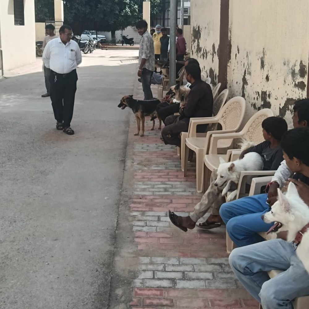 પાટણમાં વિશ્વ એન્ટી રેબિઝ ડે પર પશુ રસીકરણ કેમ્પ યોજાયો:70 શ્વાનને અપાઈ નિઃશુલ્ક રસી, શાળાઓમાં જાગૃતિ શિબિરો યોજાઈ