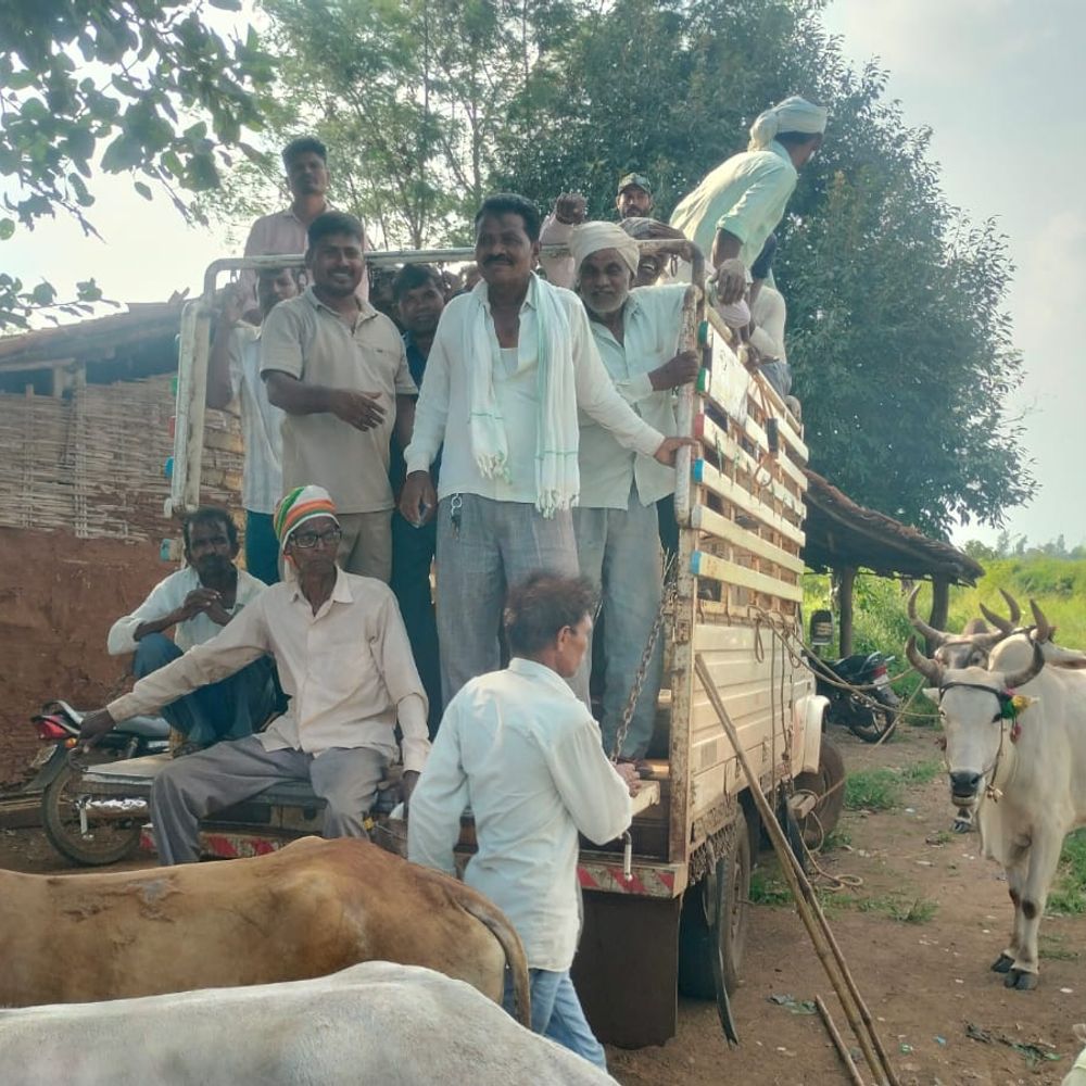 સાગબારાના 15 ગામોમાં વન વિભાગ દ્વારા ખેડૂતોના બળદો જપ્ત, આદિવાસી ખેડૂતોની રોષ