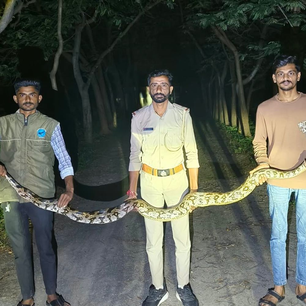 ખાંભા ગામે વાડીમાં અજગર જોવા મળ્યો:વન વિભાગે રેસ્ક્યૂ કરી મહોબતપરાના અનામત જંગલમાં સુરક્ષિત છોડ્યો