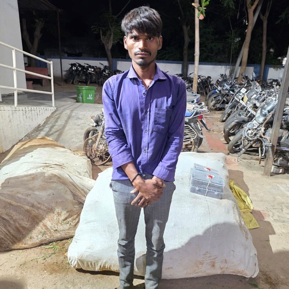આંજણીમાં કપાસની આડમાં ગાંજાનું વાવેતર ઝડપાયું:2 કરોડથી વધુનો 401 કિલો ગાંજો જપ્ત, એક આરોપી પકડાયો, બે સામે ફરિયાદ