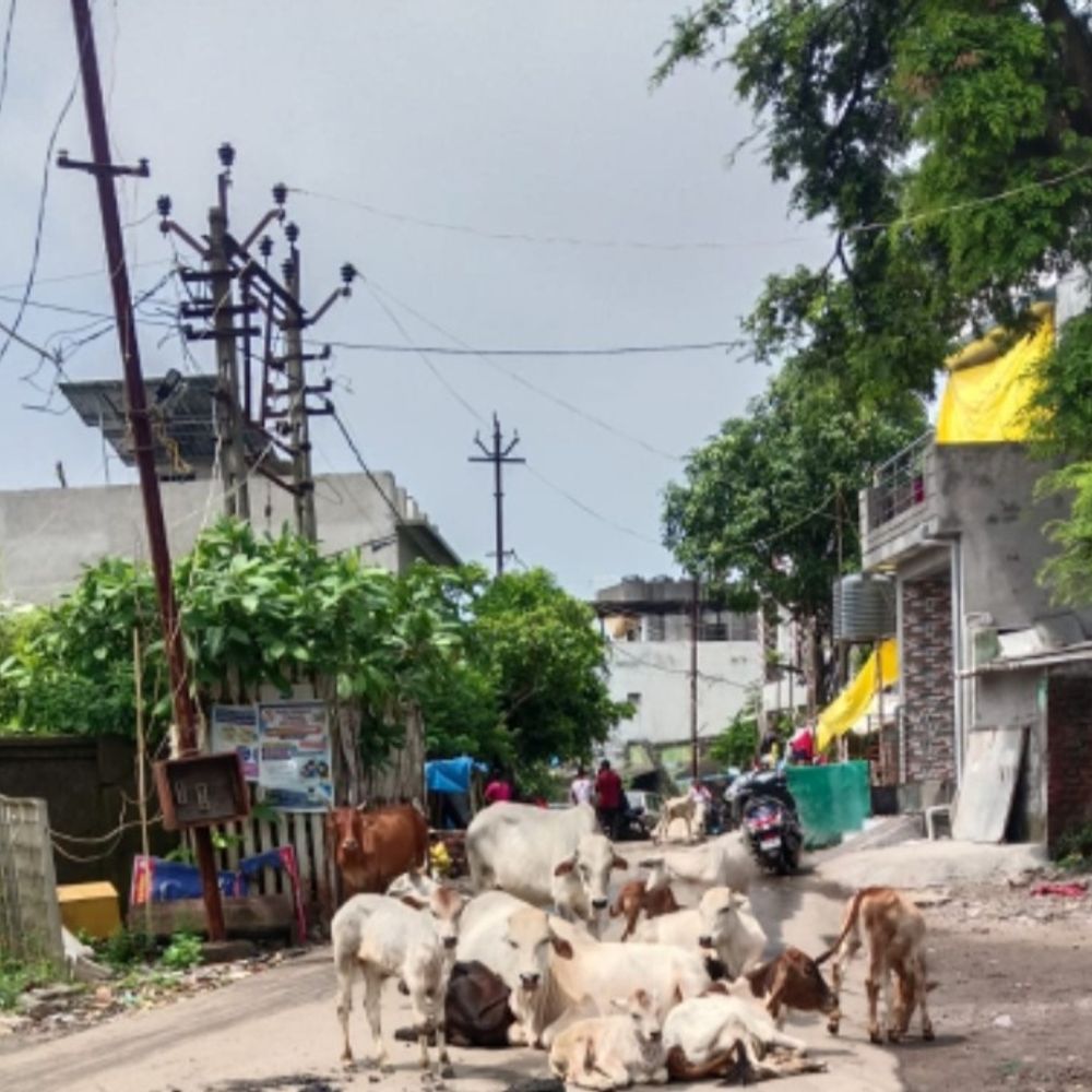 વલસાડમાં 900+ રખડતાં ઢોર: નવરાત્રિ પહેલાં પાલિકાની તૈયારી અધૂરી, ટ્રાફિક સમસ્યા