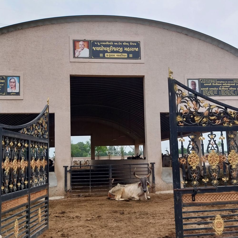 ઓર્ગેનિક નેપિયર ઘાસ અને ફોગર સિસ્ટમની સુવિધા‎:20 કરોડના ખર્ચે 50 વીઘામાં નિર્માણ થયેલ રૂની પાંજરાપોળમાં 950થી 1000 પશુઓની ક્ષમતા