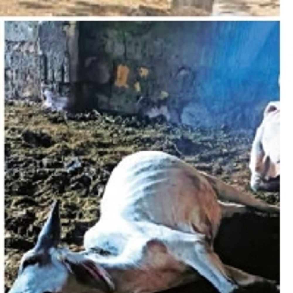 15 દિવસમાં 4 ગૌવંશના મોત:માધાપર યક્ષ મંદિર સામેના વથાણમાં નાસ્તાની લારીઓ ગાયો માટે ‘કાળ’