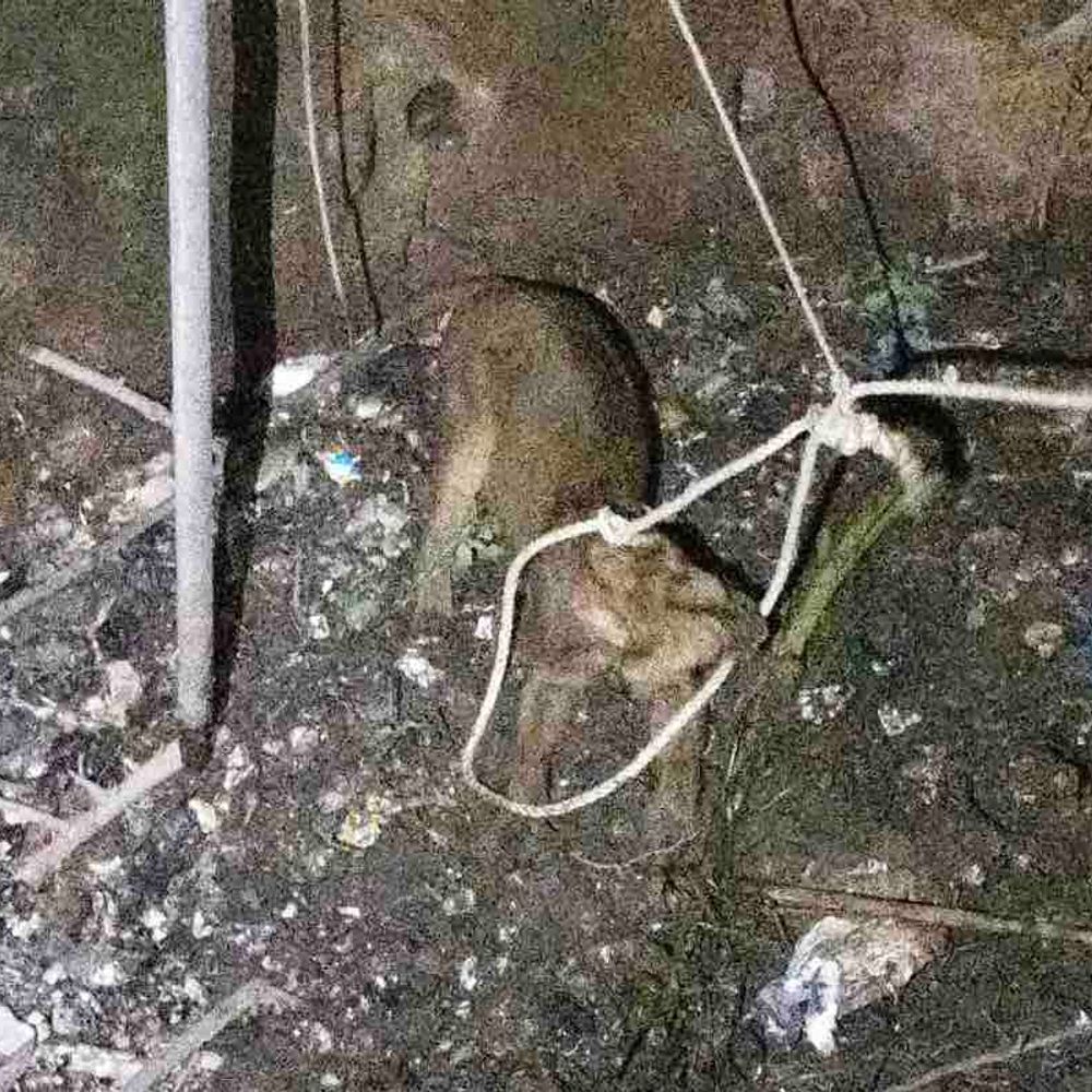અમરેલીના બાબરકોટમાં કૂવામાં પડેલી સિંહણનું રેસ્ક્યુ:જાફરાબાદ તાલુકામાં વનવિભાગે રાત્રે ઓપરેશન પાર પાડી 1 વર્ષની બાળ સિંહણને સુરક્ષિત ઉગારી;એનિમલ કેર સેન્ટર ખસેડાઈ