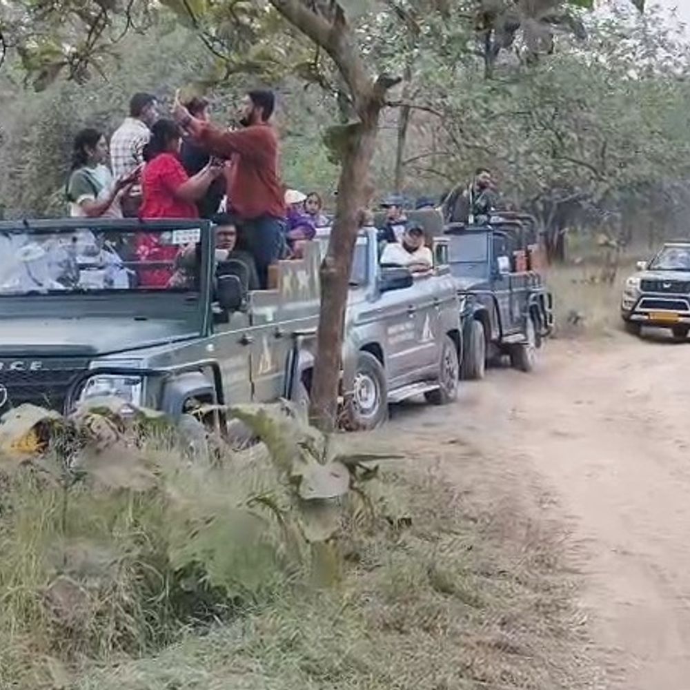 આવતીકાલે ગીર અભયારણ્ય પ્રવાસીઓ માટે ખુલ્લું મુકાશે.:9 ઓક્ટોબરથી પ્રવાસીઓ માટે શરૂ થશે, ચોમાસાની સીઝન બાદ સાસણ-ગીરનું ઈકો ટુરિઝમ ઝોન વહેલું ખુલ્લું મુકાતા પ્રવાસીઓમાં ઉત્સાહ