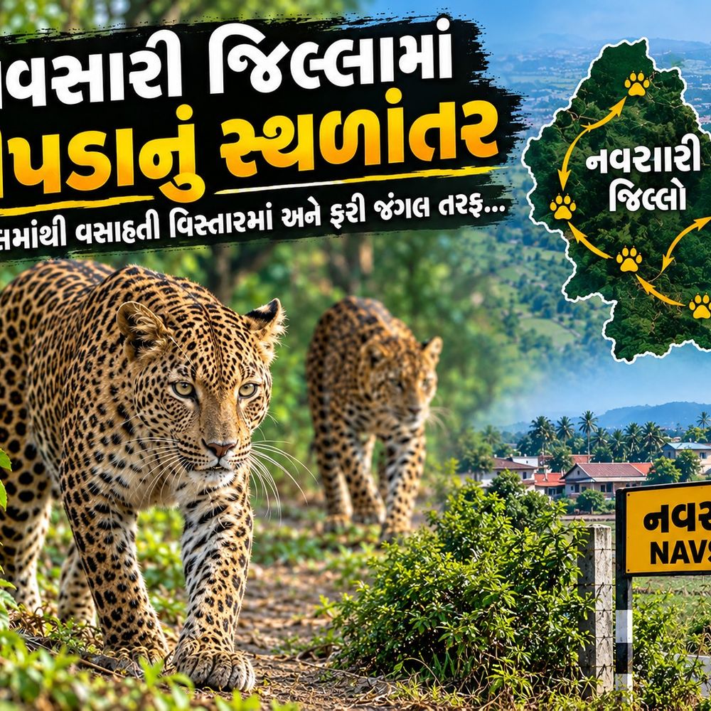 ડાંગના જંગલોમાંથી દીપડા નવસારી પહોંચ્યા, શેરડીના ખેતરો બન્યા આશ્રયસ્થાન:ખોરાકની અછતથી સ્થળાંતર, વન વિભાગે 'સહ-અસ્તિત્વ'નો મંત્ર અપનાવ્યો