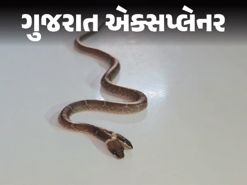 દાહોદમાં બે મોઢાંનો વરૂદંતી સાપ અને કચ્છમાં 154 વર્ષ બાદ આફ્રિકન-એશિયન સેન્ડ સ્નેક મળ્યા