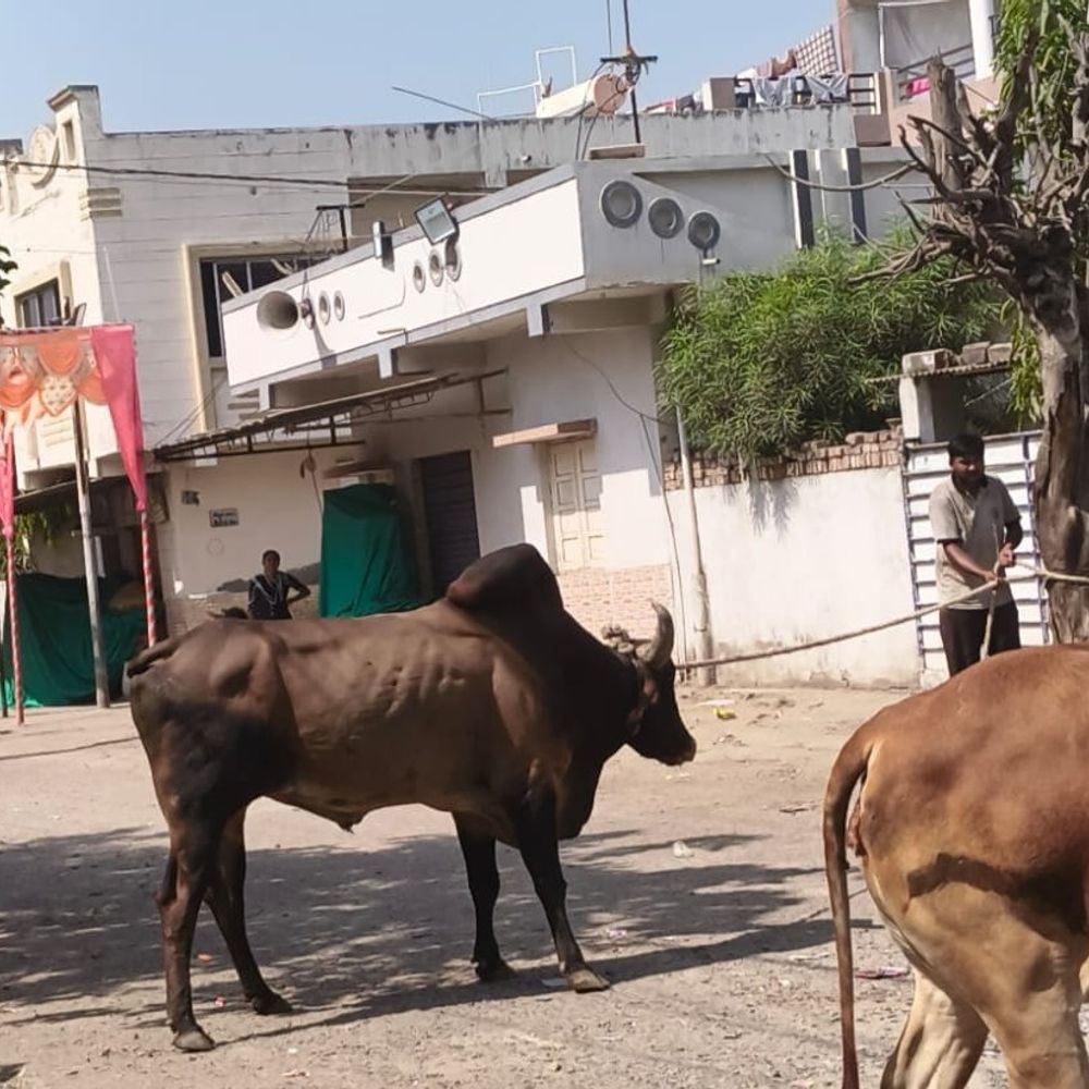 મોરબીમાં રખડતા 3885 પશુ પકડાયા:મહાનગરપાલિકા બન્યા પછી ANCD શાખાની કાર્યવાહી, 306 પશુ માલિકોને લાયસન્સ અપાયા
