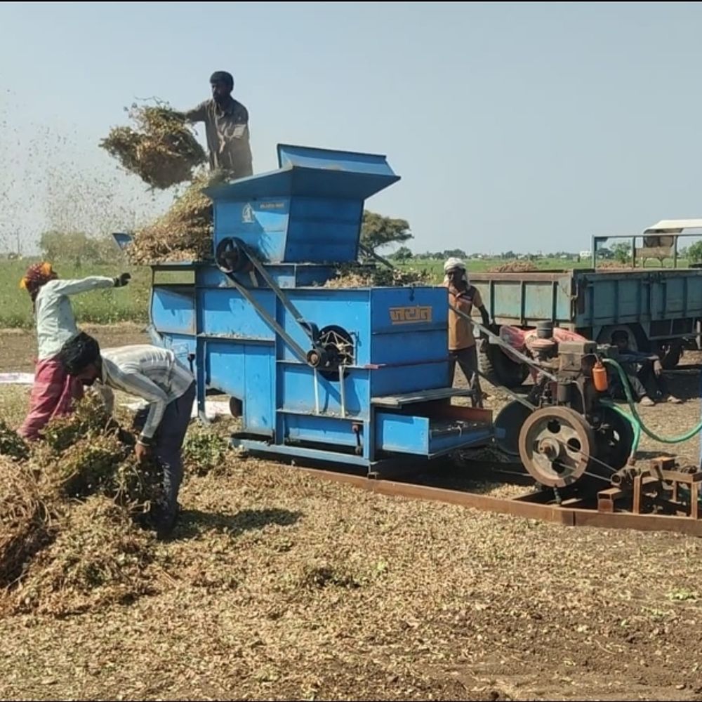 બરડા વિસ્તારમાં ચોમાસું નિષ્ફળ: આગોતરી મગફળી ઉપાડવાનું શરૂ