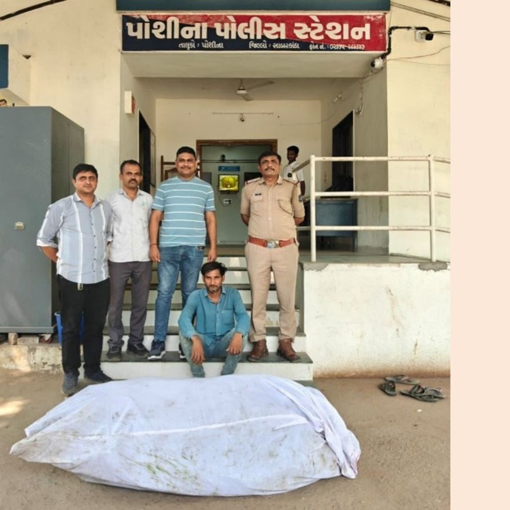 પોશીનાના વલસાડી ગામે કપાસના ખેતરમાં ગાંજાનું વાવેતર ઝડપાયું:32.734 કિલો ગાંજો અને 16.36 લાખથી વધુનો મુદ્દામાલ જપ્ત, એક શખ્સ પકડાયો