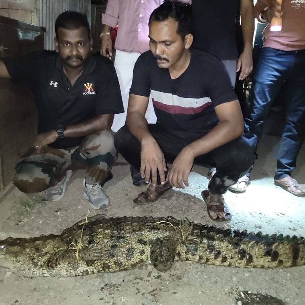 તબેલામાં મગરનું રેસ્ક્યુ:વડોદરાના દેણા ગામમાં ગાય-ભેંસના તબેલામાં ઘૂસી આવ્યો 5 ફૂટનો મગર, વાઇલ્ડ લાઇફ રેસ્ક્યુ ટ્રસ્ટે એક કલાકની જહેમત બાદ કર્યો રેસ્ક્યુ