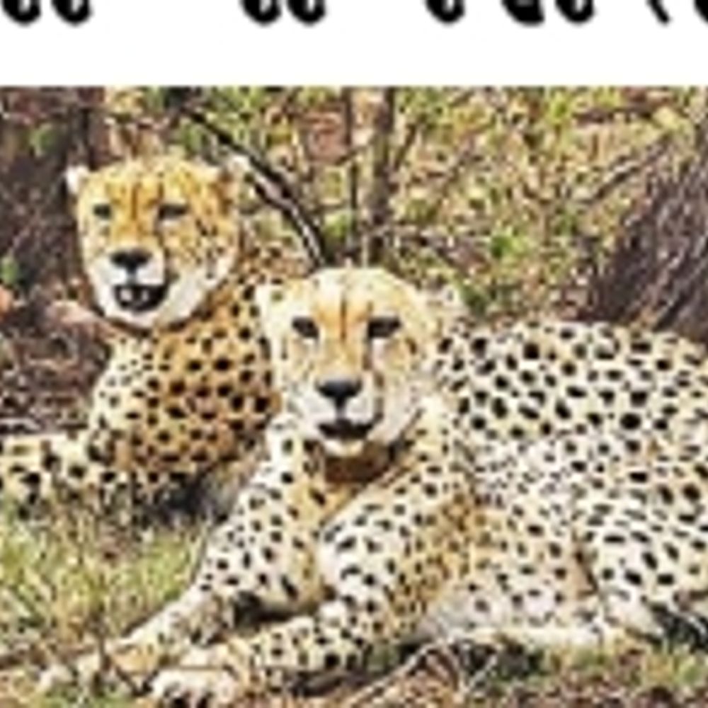 તમામ વહીવટી અને માળખાકીય તૈયારીઓ આખરી તબક્કામાં:બન્નીમાં ચિત્તાના આગમન માટે લાલ જાજમ, વર્ષના અંત સુધીમાં થશે દસ્તક