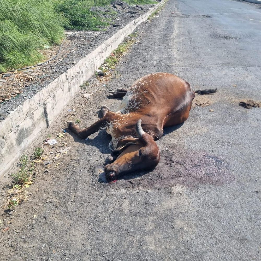 જોરાવરનગર ઓવરબ્રિજ પાસે કારે ગાયોને અડફેટે લીધી‎:6 ગીર ગાયોને અડફેટે લીધી, 4નાં મોત, 2 ગંભીર રીતે ઘાયલ