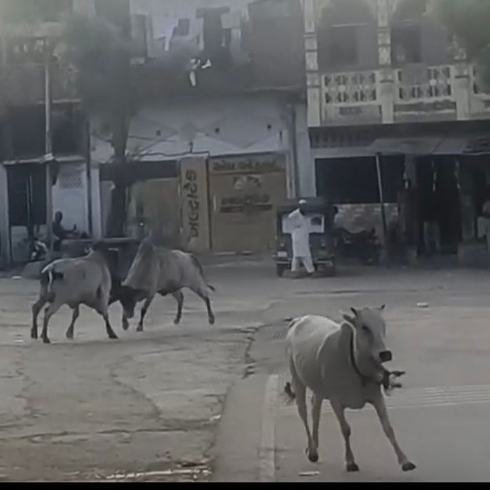 લુણાવાડાના આંબેડકર ચોકમાં બે સાંઢ બાખડ્યા:મુખ્ય માર્ગ પર અડધો કલાક અફરાતફરી, લોકોમાં ભયનો માહોલ