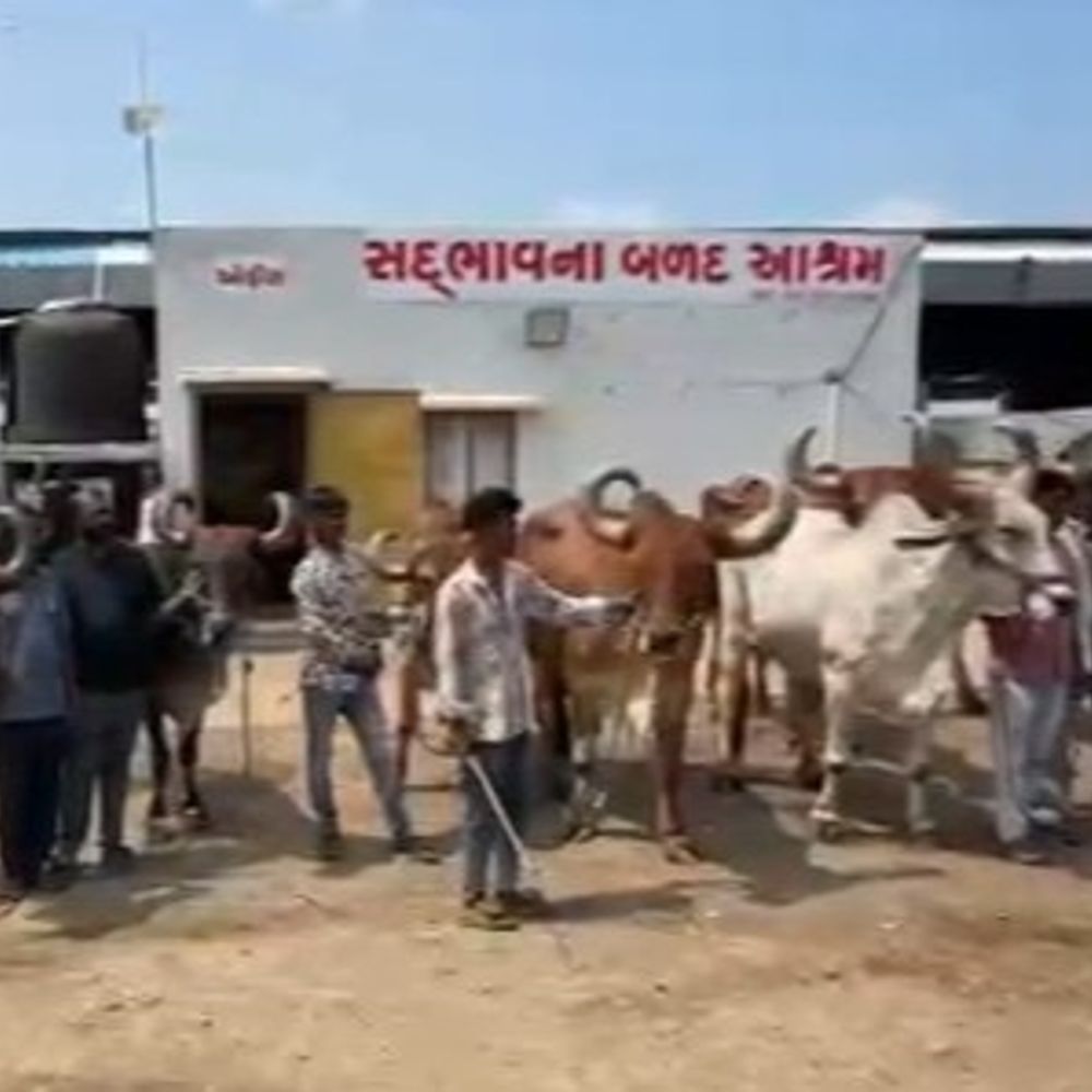 સૌરાષ્ટ્રમાં માલધારીઓ - પશુપાલકો માટે રાહત પેકેજ જાહેર કરો:ઓછા વરસાદને પગલે રાહતદરે ઘાસચારો, પીવાનું પાણી પહોંચાડવા, કેટલ કેમ્પ શરૂ કરવા કોંગ્રેસની માંગ